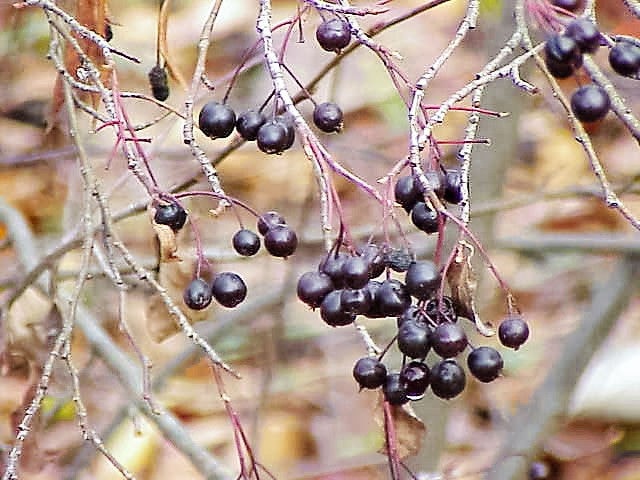 Black Chokeberry 30 seeds Aronia melanocarpa 