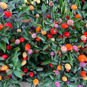 25 BOLIVIAN RAINBOW PEPPER Multi Colored Chili Capsicum Annuum Vegetable Seeds