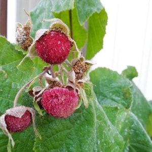 20 PURPLE FLOWERING RASPBERRY Thornless Edible Rubus Odoratus Fruit Berry Seeds image 10