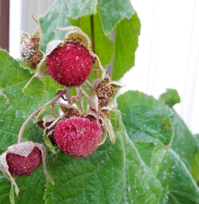 20 PURPLE FLOWERING RASPBERRY Thornless Edible Rubus Odoratus Fruit Berry Seeds image 10