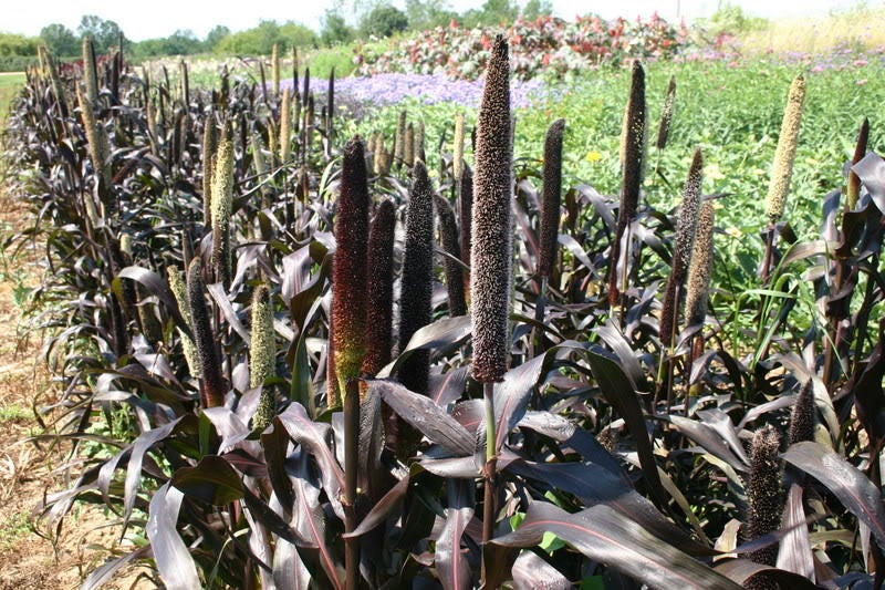 50 PURPLE MAJESTY MILLET (Pearl, Ornamental, or Black Leaf Millet