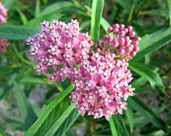 100 PINK MILKWEED Common Asclepias Syriaca Monarch Flower Seeds