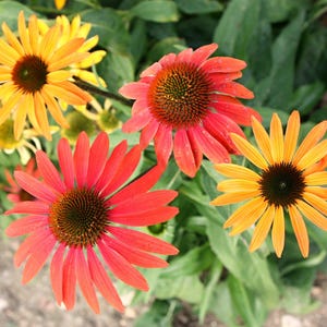 Cheyenne Spirit Echinacea Seed Mix - 50+ Fresh Flower Seeds For Garden | Multi-Color Coneflowers