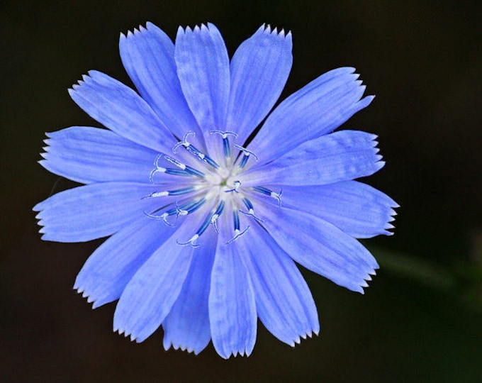 1000 CHICORY (Blue Daisy / Blue Sailors / Coffeeweed / Succory) Chicorium Cicorium Intybus Flower Herb Seeds