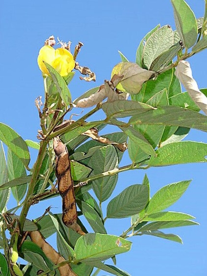 30 PIGEON PEA Dhal Gungo Puerto Rico Bean Cajanus Cajan Etsy