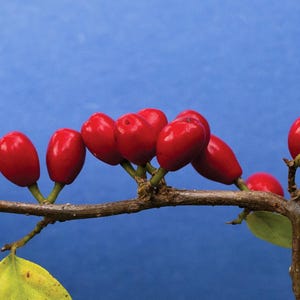 10 SPICEBUSH ワイルドオールスパイス リンデラベンゾイン ノーザンスパイスブッシュ レッドベリーイエローフラワーシード