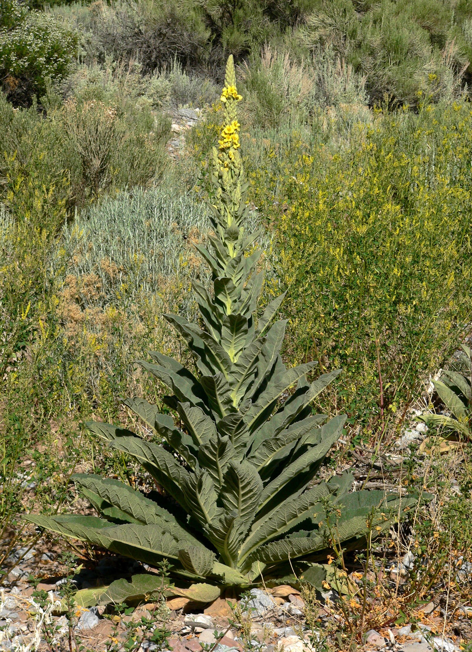 mullein leaf mullein leaf