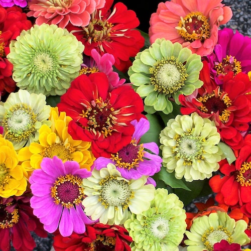 250 Mixed Colors ZINNIA ELEGANS Flower Seeds - Etsy