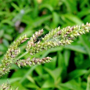 150 JAPANESE MILLET Billion Dollar Grass Grain Echinochloa Frumentacea Seeds image 2
