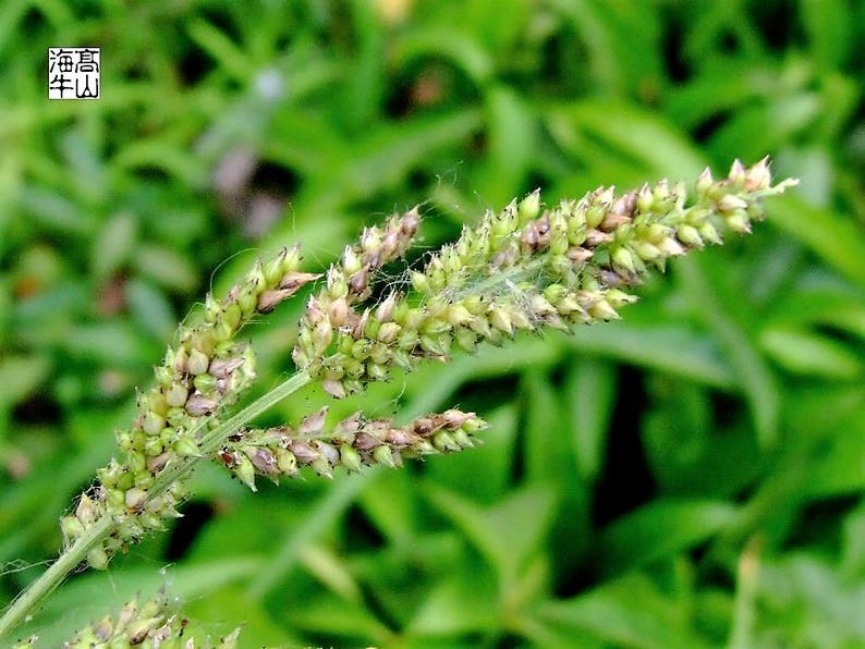 150 JAPANESE MILLET Billion Dollar Grass Grain Echinochloa Frumentacea Seeds image 2