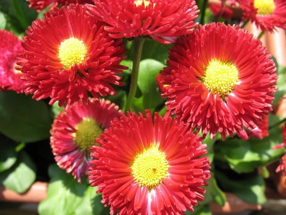 - Red Bellis Perennis Super Enorma 100 Seeds