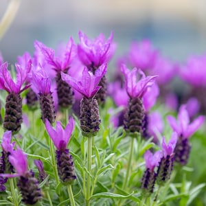 100 LAVANDA FRANCESA también conocida como Lavanda Mariposa, Española, Semillas de Hierbas de Flor Púrpura Azul Fragante de Lavandula Stoechas