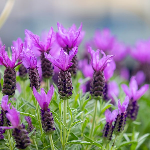 100 FRENCH LAVENDER aka Butterfly Lavender, Spanish, Topped Lavandula Stoechas Fragrant Blue Purple Flower Herb Seeds