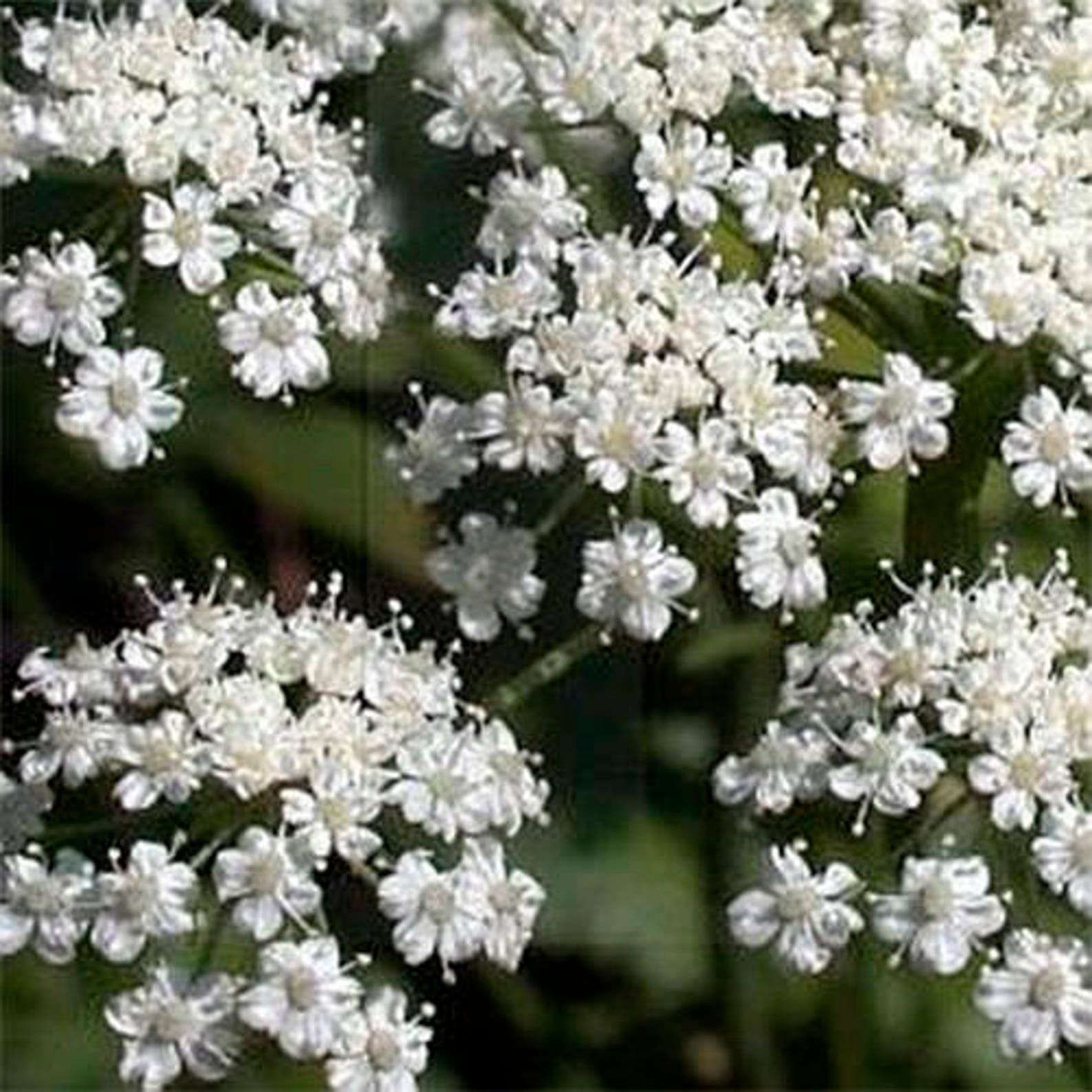 500 Graines De Fleurs Blanc Vert Anis Pimpinella Anisum HERB Etsy Canada