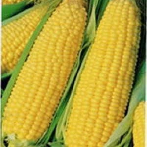 60 YELLOW CORN ' Early Xtra Sweet ' Zea Mays Vegetable Seeds image 1