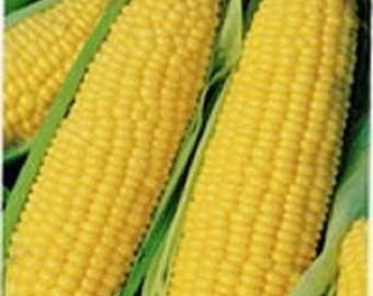 60 YELLOW CORN ' Early Xtra Sweet ' Zea Mays Vegetable Seeds