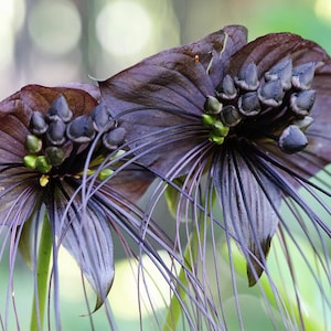 5 FLOR DE MORCEGO Preto (Bigodes de Gato / Flor do Diabo) Sementes de Flor Tacca Chantrieri