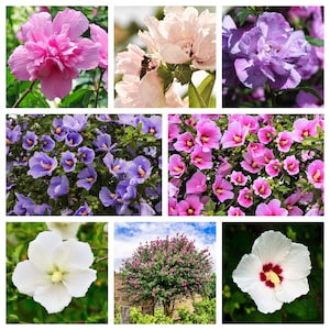 1000 Bulk Mixed Colors ROSE Of SHARON HIBISCUS Syriacus Flower Tree Shrub Seeds