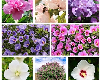 May include: A collage of nine images showcasing various types of hibiscus flowers in different colors, including pink, white, purple, and blue. The flowers are in full bloom and have a variety of shapes and sizes.