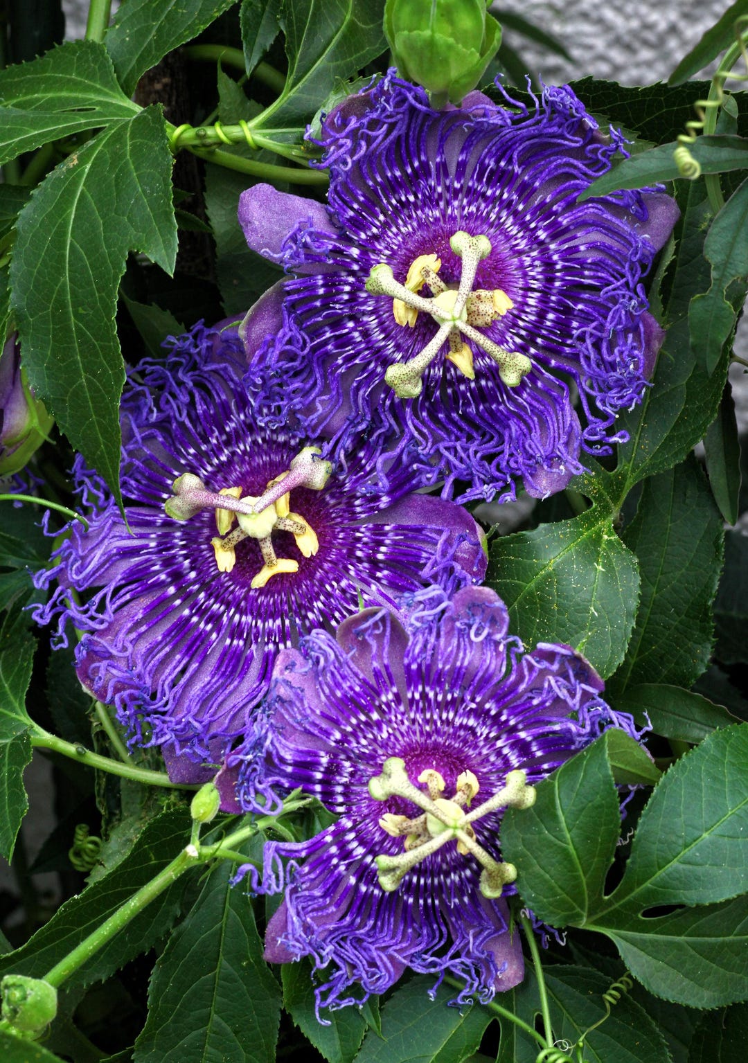 10 Purple PASSION FLOWER Passion FRUIT Granadilla Passiflora Incarnata ...