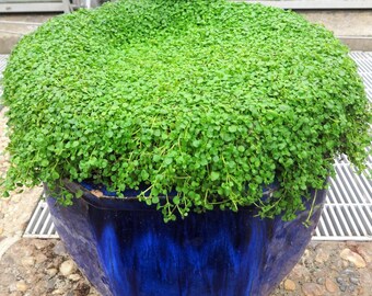 thumbnail image 2 of 100+ Seeds Corsican Mint Mentha Requienii Herb Fragrant Ground Cover Flower Seeds Perfect For Planting And Gifting 2 of 9