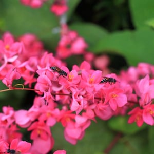 5 CORAL VINE Mexican Creeper Bee Bush Chain of Love Mountain Rose Antigonon Leptopus Bright Pink Climber Ground Cover Flower Seeds