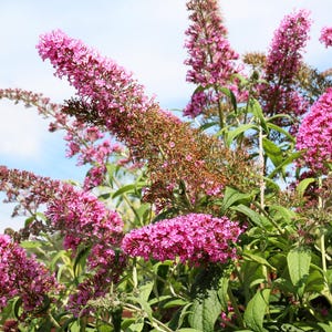 100 MIXED Colors BUTTERFLY BUSH Buddleja Davidii Flower Shrub Seeds - Etsy