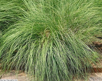 200 PRAIRIE DROPSEED Ornamental Native Grass Sporobolus Heterolepis Seeds