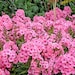 see more listings in the Annual Flower Seeds section