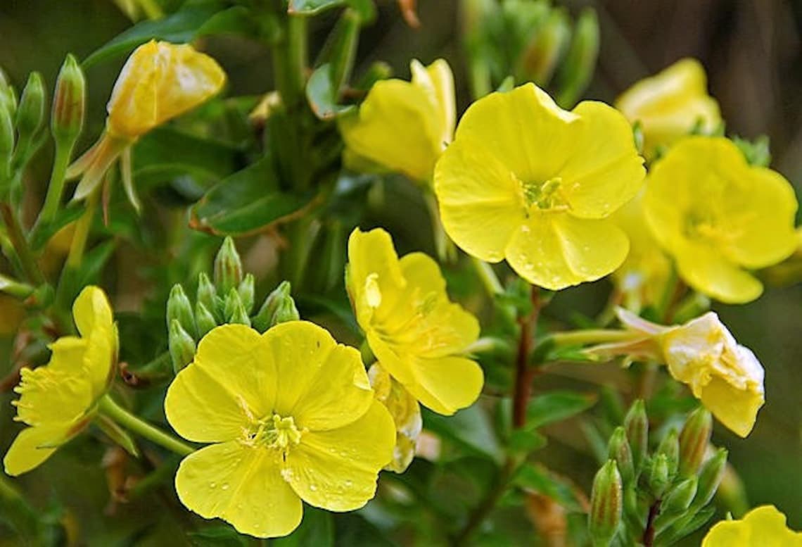1000 YELLOW EVENING PRIMROSE Oenothera Lamarckiana Flower - Etsy Canada