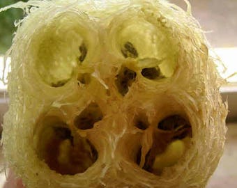 25 LUFFA SPONGE GOURD (Vegetable Sponge / Smooth Luffa / Sponge Loofa / Climbing Okra / Dishrag Gourd) Luffa Cylindrica Vine Seeds