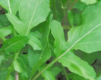 2000 ROQUETTE ARUGULA aka Rocket / Rucola / Rugula - Eruca Vesicaria Sativa Herb Vegetable Seeds