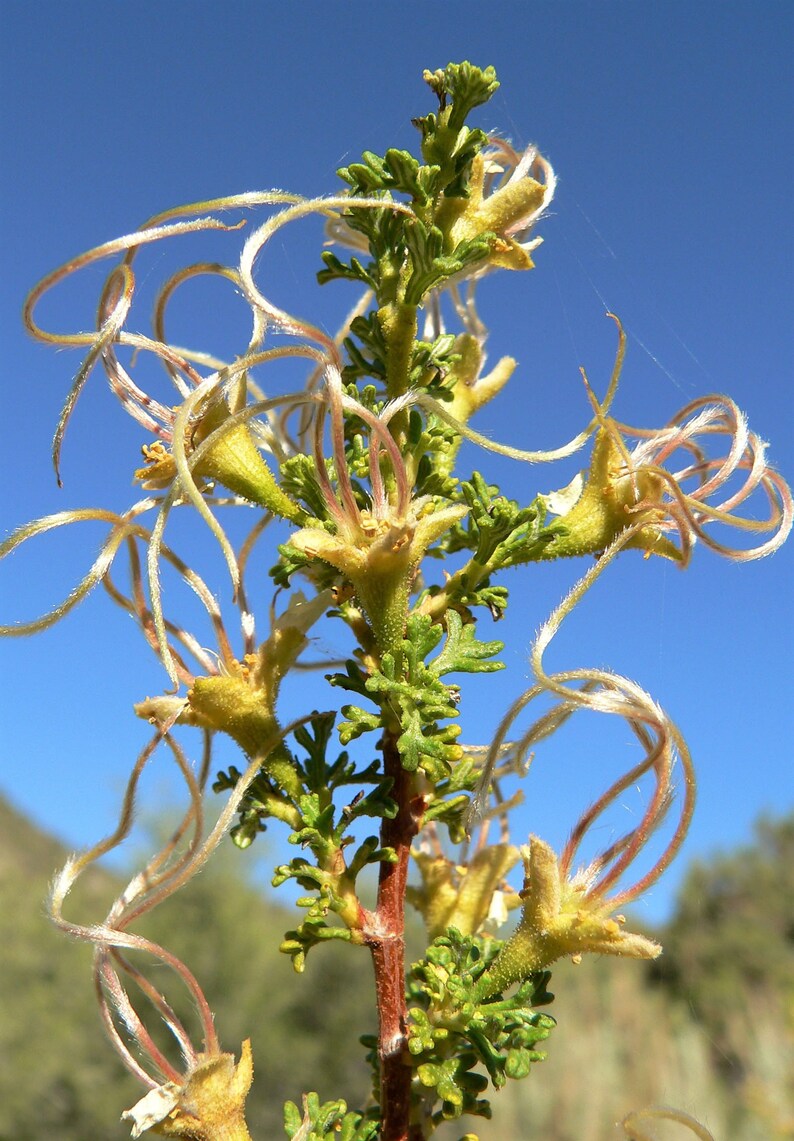 40 STANSBURY CLIFFROSE Purshia Stansburiana Cliff Rose Native Etsy