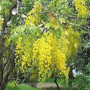 15 GOLDEN SHOWER TREE Gold Rush Yellow Cassia Fistula Flower Seeds *Comb S/H