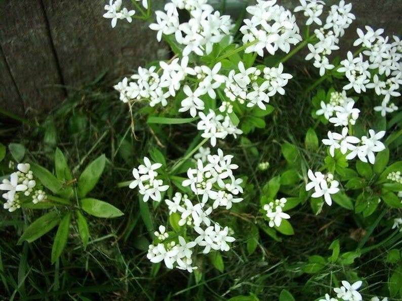 20 SWEET WOODRUFF ASPERULA Galium Odoratum Shade White Flower image 2