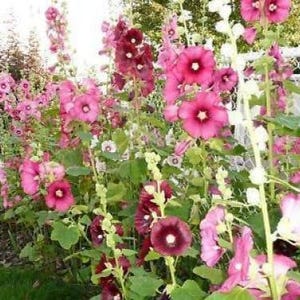 50 Mixed Colors HOLLYHOCK KING HENRY Viii Mix Alcea Rosea Flower Seeds