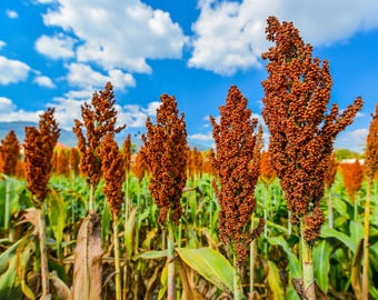 50 HONEY DRIP SORGHUM Bicolor Honey Drop Syrup Grain Vegetable Seeds *Flat Shipping