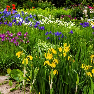 20 graines de fleurs d'iris sibérien sibérien sibérien bicolore bleu rouge blanc jaune violet