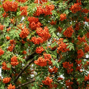 20 ASH TREE Mountain / Amur / Rowan - Sorbus Aucuparia Seeds *Comb S/H