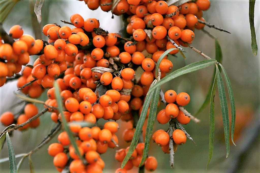 100 SEABERRY Sea Buckthorn Elaeagnus Hippophae Rhamnoides Orange Berry