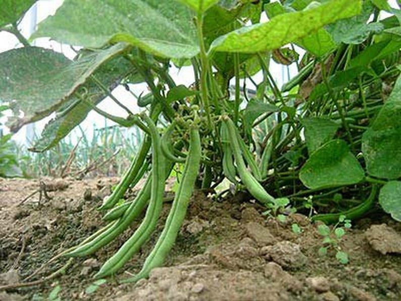 50 BURPEE STRINGLESS Green Pod BEAN French Phaseolus Vulgaris Etsy