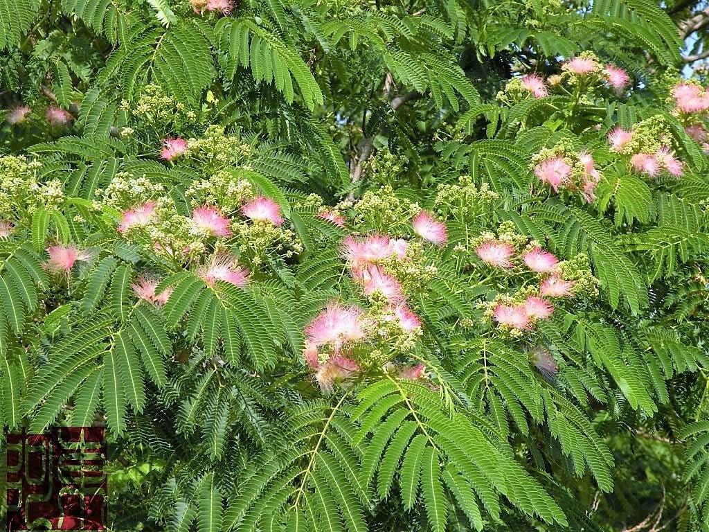 25 MIMOSA / Persian SILK TREE Julibrissin Seeds Etsy