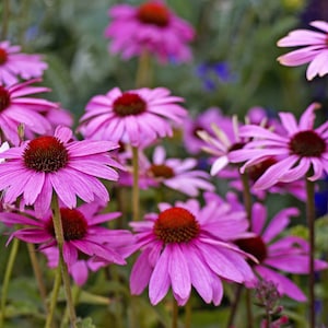 1000 PURPLE CONEFLOWER Echinacea Purpurea Heirloom Flower Herb Seeds image 3