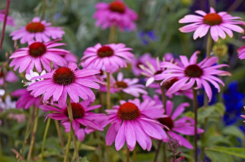 1000 PURPLE CONEFLOWER Echinacea Purpurea Heirloom Flower Herb Seeds image 3