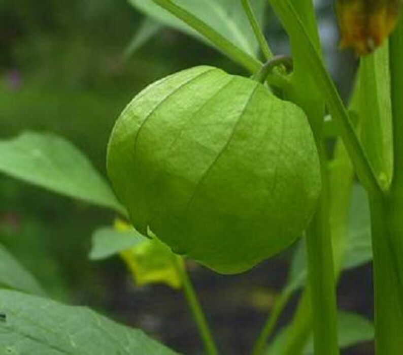 50 PINEAPPLE TOMATILLO Yellow Ground Cherry Physalis