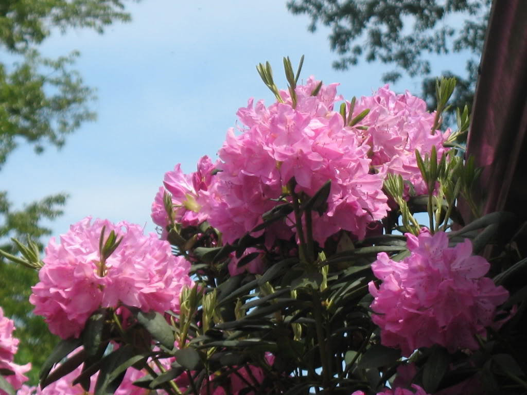 50 Ros RHODODENDRON Maximum White Pink Laurel Bush Shrub Flower Seeds 50 Ros RHODODENDRON Maximum White Pink Laurel Bush Shrub Flower Seeds
