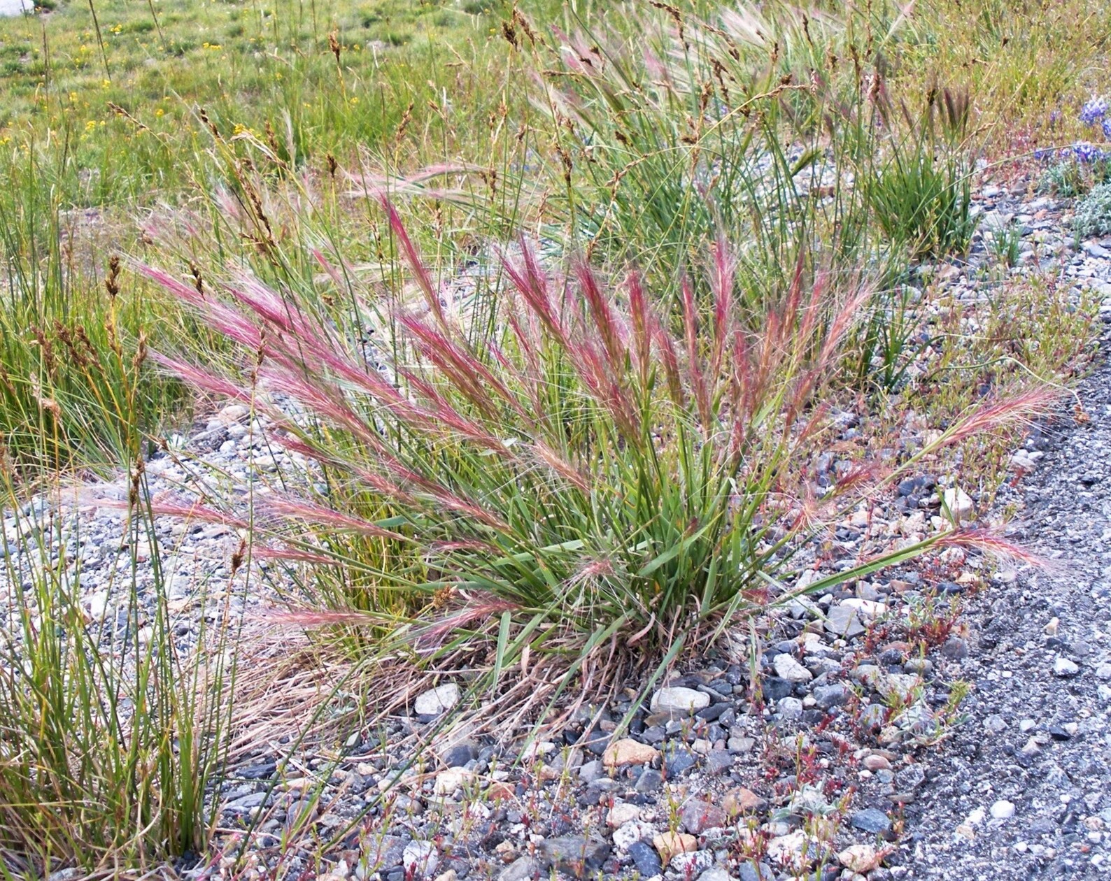 300 Bottlebrush SQUIRRELTAIL RYE GRASS Elymus Elymoides Syn Etsy