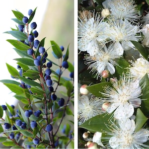 20 TRUE MYRTLE Myrtus Communis aka Common & Sweet Myrtle Fragrant White Flower Edible Blue Berry Fruit Shrub Seeds