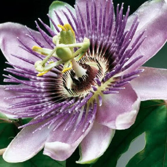 10 Purple Grandilla Passion Flower Passion Fruit Passiflora Etsy
