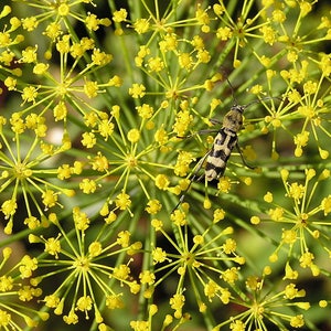 2500 BOUQUET DILL Anethum Graveolens Herb Flower Seeds image 1